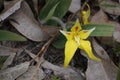 Caladenia flava - Cowslip Orchid Royalty Free Stock Photo