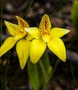 Caladenia Flava, Cowslip Orchid Royalty Free Stock Photo