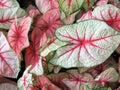 Caladium