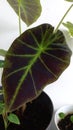 black caladium illustris alocasia black magic leaves plant