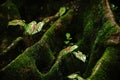 Caladium of beautiful colors at the roots of large trees with moss In the rainforest of Thailand