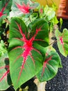 Caladium bicolor also called Heart of Jesus Royalty Free Stock Photo