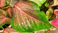 Caladium bicolor also called Heart of Jesus Royalty Free Stock Photo