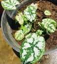 Caladium bicolor also called Heart of Jesus Royalty Free Stock Photo