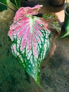 Caladium bicolor also called Heart of Jesus Royalty Free Stock Photo