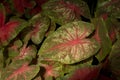 Caladium bicolor Angel Wings, Heart of Jesus, Elephant ear.