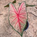 A Caladium Bicolor colored bonsai tree planted in a pot. Make it beautiful, interesting, fascinated