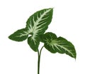 Caladium bicolor with green leaf and white veins, Caladium lindenii foliage isolated on white background, with clipping path Royalty Free Stock Photo