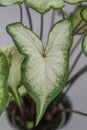 Caladium bicolor isolated on white background. Elephant ear, heart of Jesus or angel wings leaves Royalty Free Stock Photo