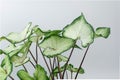 Caladium bicolor isolated on white background. Elephant ear, heart of Jesus or angel wings leaves Royalty Free Stock Photo