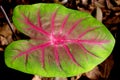 Caladium Bicolor Leaf