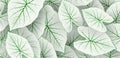 Caladium bicolor leaf pattern background. Tropical nature green white caladium leaf graphic elements. Modern simple leaves texture