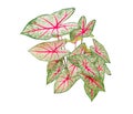 Caladium bicolor leaf plant Colorful beautiful isolated on white background