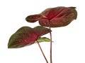 Caladium bicolor leaf or Queen of the Leafy Plants, Bicolor foliage isolated on white background Royalty Free Stock Photo