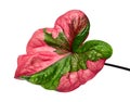 Caladium bicolor leaf or Queen of the Leafy Plants, Bicolor foliage isolated on white background, with clipping path