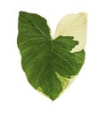 Caladium bicolor leaves, Caladium foliage isolated on white background, with clipping path