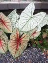 Caladium bicolor or qeen of leaves in pot