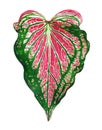 Caladium bicolor pink green leaf white background isolated close up, Philodendron colorful red leaves, exotic tropical plant