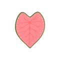 Caladium bicolor, pink heart shaped leaf with green border