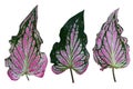 Caladium bicolor with pink leaf