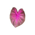 Caladium bicolor with pink leaf and green veins Florida Sweetheart, Pink Caladium foliage isolated on white background. Royalty Free Stock Photo