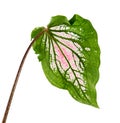 Caladium bicolor with pink leaf and green veins Florida Sweetheart, Pink Caladium foliage isolated on white background Royalty Free Stock Photo