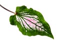 Caladium bicolor with pink leaf and green veins Florida Sweetheart, Pink Caladium foliage isolated on white background Royalty Free Stock Photo