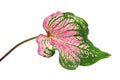 Caladium bicolor with pink leaf and green veins Florida Sweetheart, Pink Caladium foliage isolated on white background Royalty Free Stock Photo