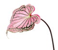 Caladium bicolor with pink leaf and green veins Florida Sweetheart, Pink Caladium foliage isolated on white background, with cli