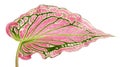 Caladium bicolor with pink leaf and green veins Florida Sweetheart, Pink Caladium foliage isolated on white background Royalty Free Stock Photo