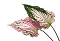 Caladium bicolor with pink leaf and green veins Florida Sweetheart, Pink Caladium foliage isolated on white background