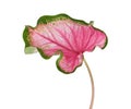 Caladium bicolor with pink leaf and green veins Florida Sweetheart, Pink Caladium foliage isolated on white background