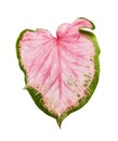 Caladium bicolor with pink leaf and green veins Florida Sweetheart, Pink Caladium foliage isolated on white background Royalty Free Stock Photo