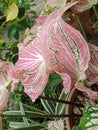 Caladium bicolor with pink leaf and green veins & x28;Florida Sweetheart& x29;, white and green leaf texture background. Royalty Free Stock Photo