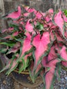 Caladium bicolor. plant leaf is pink and green colour in the pot Royalty Free Stock Photo