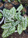 Caladium bicolor plants,keladi putih Royalty Free Stock Photo