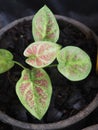 Caladium bicolor or qeen of leaves in pot