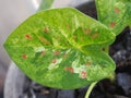 Caladium bicolor or qeen of leaves in pot