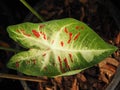 Caladium bicolor or qeen of leaves in pot