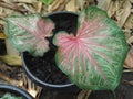 Caladium bicolor or qeen of leaves in pot