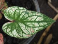 Caladium bicolor or qeen of leaves in pot