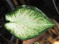 Caladium bicolor or qeen of leaves in pot