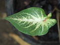 Caladium bicolor or qeen of leaves in pot