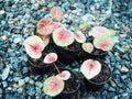 Caladium bicolor or qeen of leaves in pot