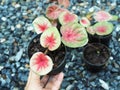 Caladium bicolor or qeen of leaves in pot