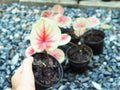 Caladium bicolor or qeen of leaves in pot