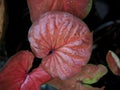 Caladium bicolor or qeen of leaves in pot