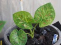 Caladium bicolor or qeen of leaves in pot