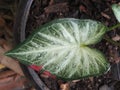 Caladium bicolor or qeen of leaves in pot