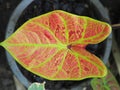 Caladium bicolor or qeen of leaves in pot